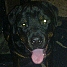  WMmail.ru #1032978 rottweileR