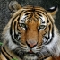  WMmail.ru #1127041 Vice-Tiger