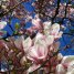  WMmail.ru #4151784 Magnolia