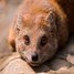  WMmail.ru #4490534 Mongoose